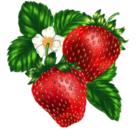 Strawberry Fresh