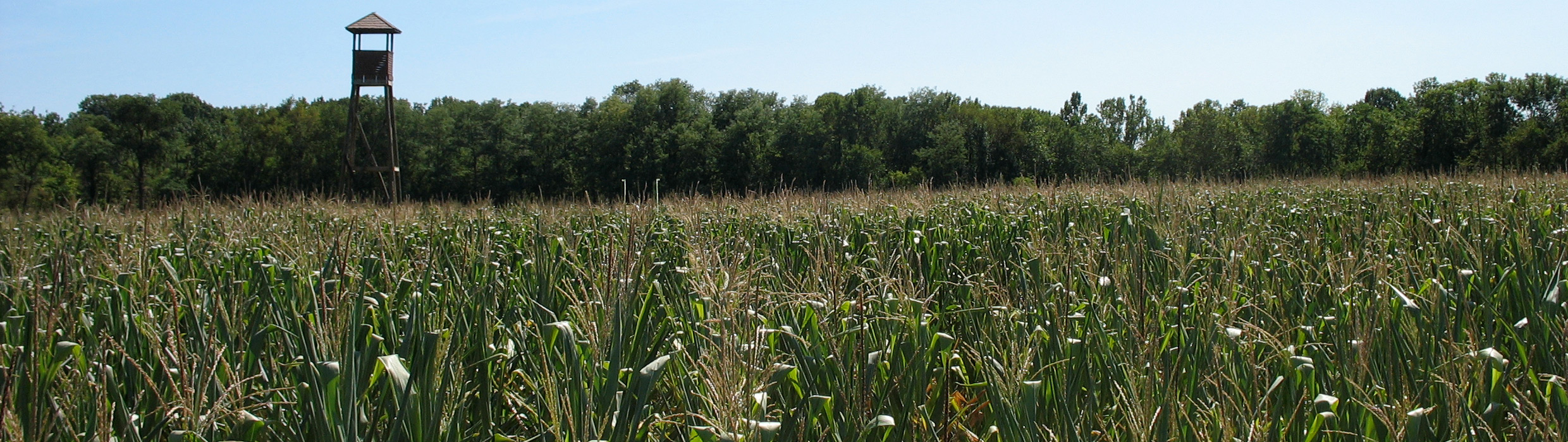 The Corn Maze
